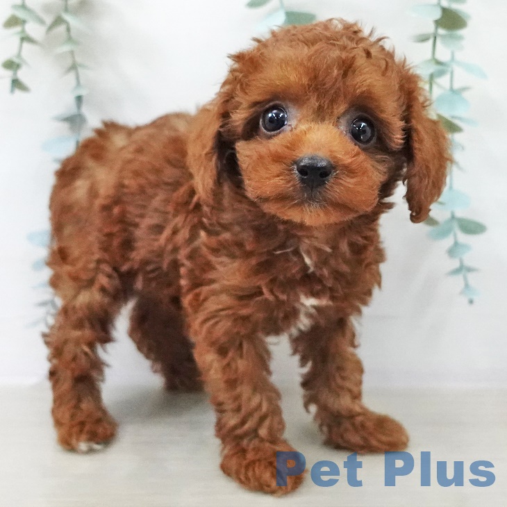 トイ・プードル