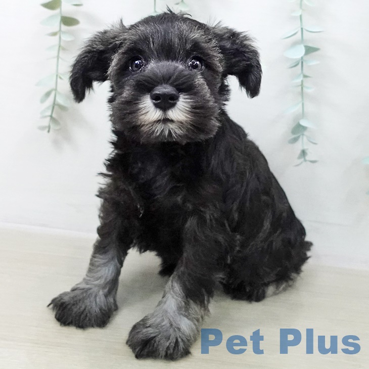 ミニチュア・シュナウザー