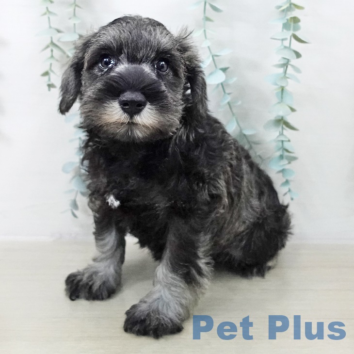 茨城県のミニチュアシュナウザー (ペッツワン つくば店/2025年9月11日生まれ/男の子/ソルトペッパー)の子犬の1枚目の画像