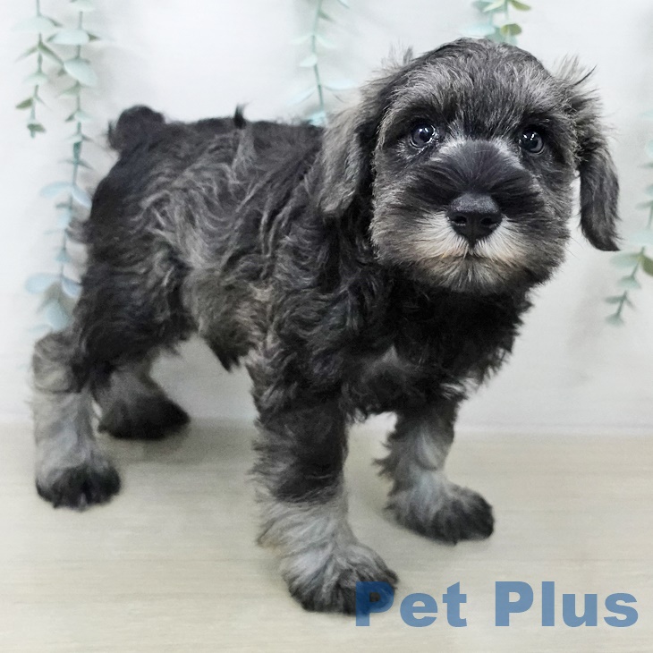 茨城県のミニチュアシュナウザー (ペッツワン つくば店/2025年9月11日生まれ/男の子/ソルトペッパー)の子犬の2枚目の画像