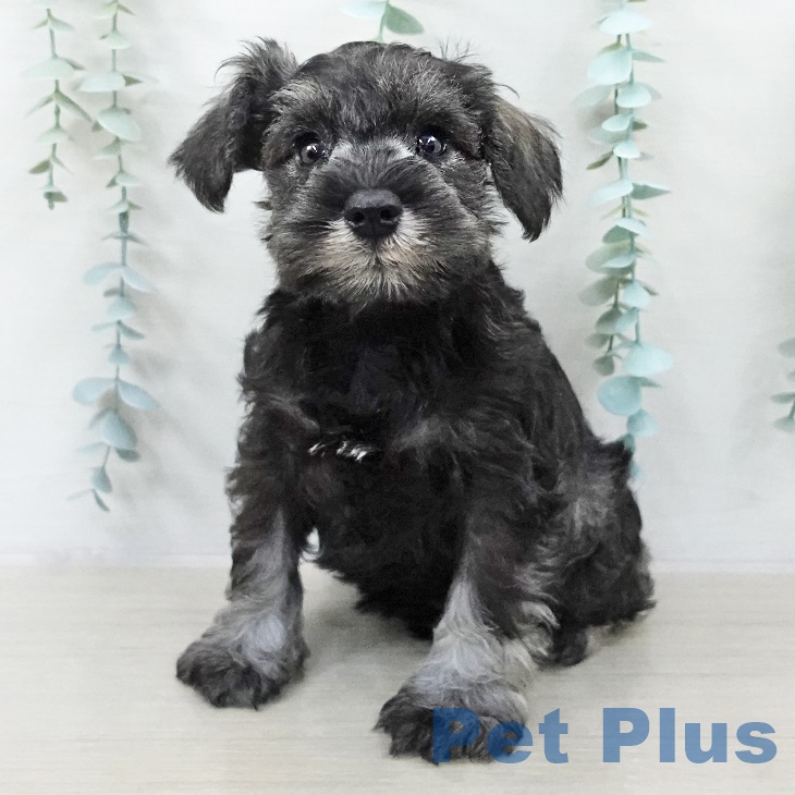 埼玉県のミニチュアシュナウザー (ペットプラス ららぽーと富士見店/2025年9月11日生まれ/男の子/ソルトペッパー)の子犬の1枚目の画像