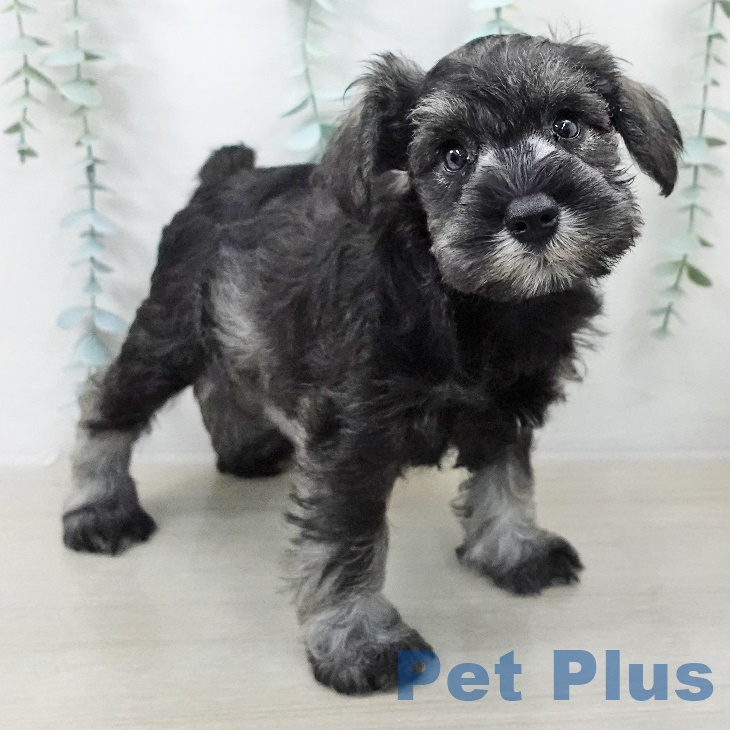 埼玉県のミニチュアシュナウザー (ペットプラス ららぽーと富士見店/2025年9月11日生まれ/男の子/ソルトペッパー)の子犬の2枚目の画像