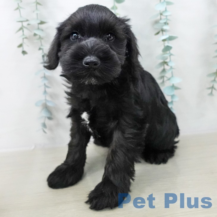 ミニチュア・シュナウザー