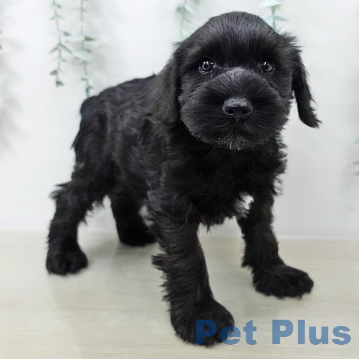 ミニチュア・シュナウザー