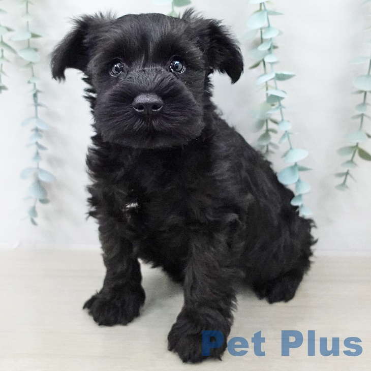 ミニチュア・シュナウザー