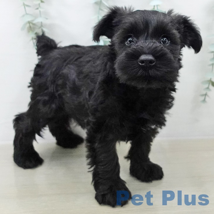 ミニチュア・シュナウザー