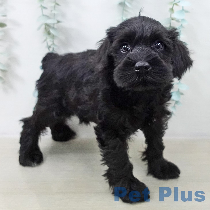 千葉県のミニチュアシュナウザー (ペットプラス 幕張新都心店/2025年9月11日生まれ/女の子/ブラック)の子犬