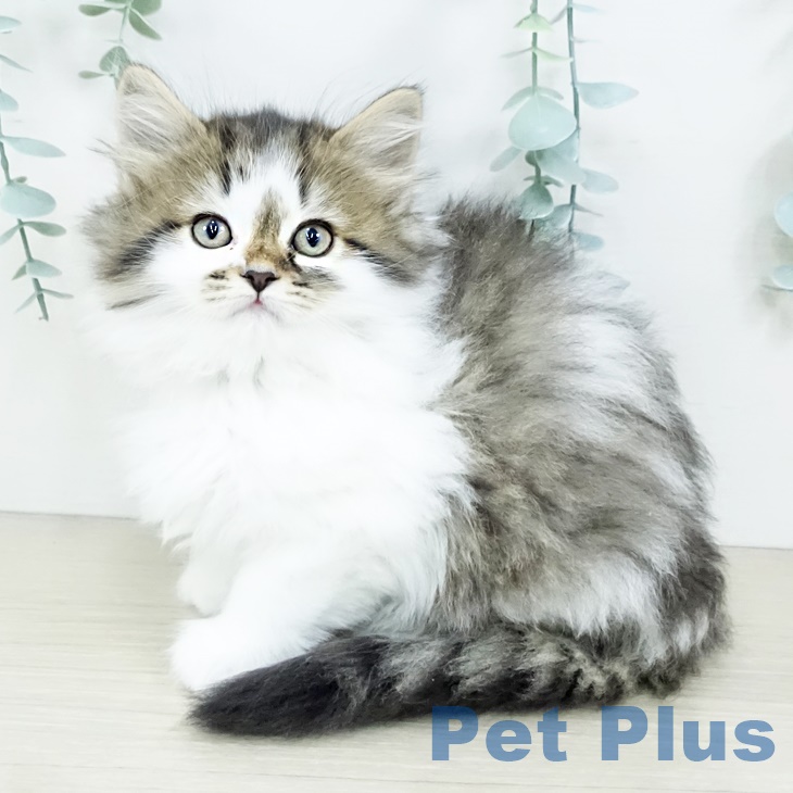 宮城県のサイベリアン (ペットプラス 仙台上杉店/2025年9月10日生まれ/女の子/ブラウンタビーホワイト)の子猫の1枚目の画像