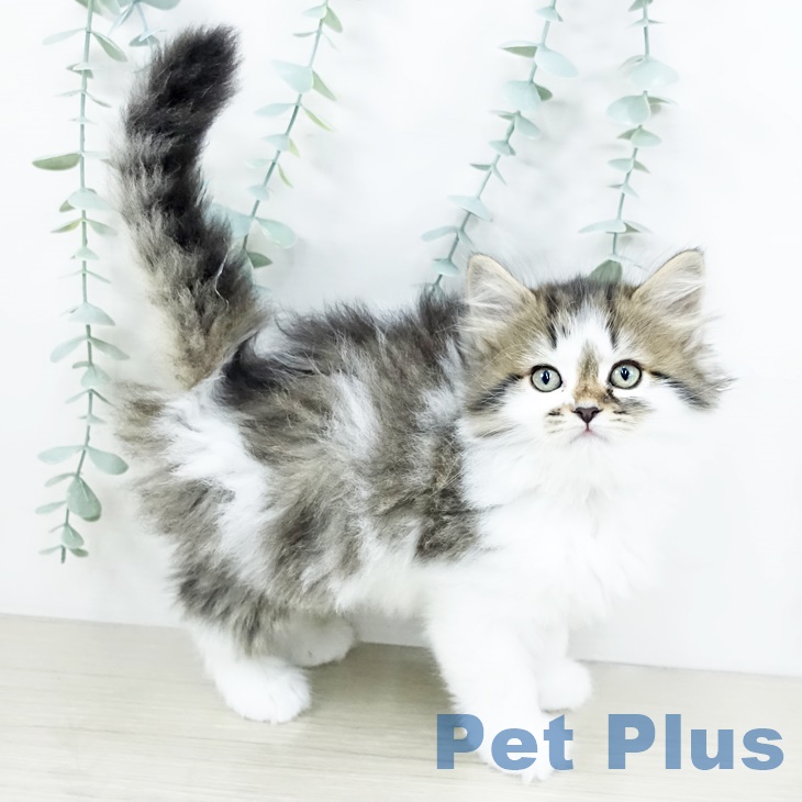 宮城県のサイベリアン (ペットプラス 仙台上杉店/2025年9月10日生まれ/女の子/ブラウンタビーホワイト)の子猫の2枚目の画像