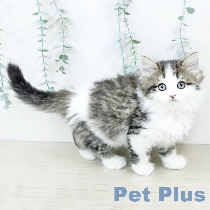 サイベリアンの写真2