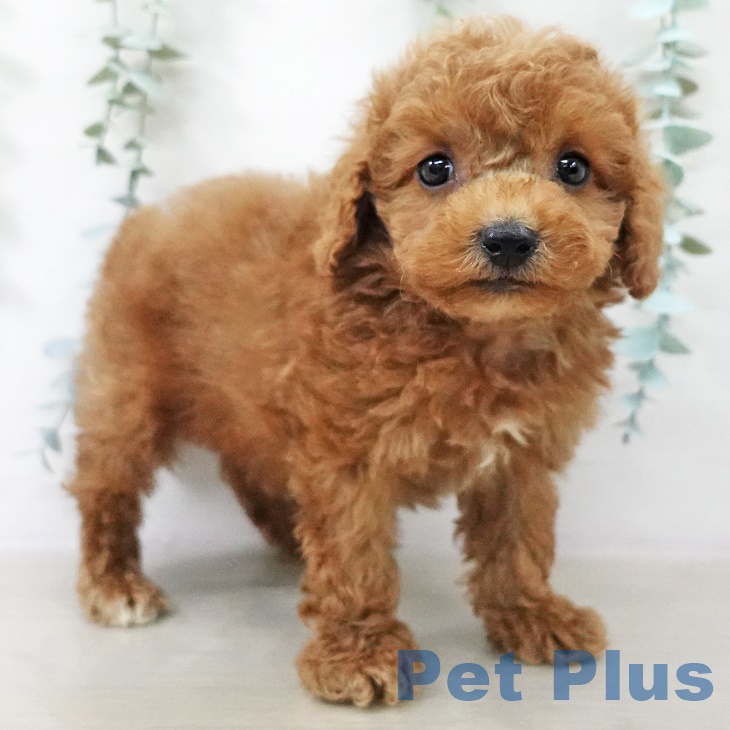 茨城県のトイプードル(トイ) (ペットプラス つくば店/2025年9月8日生まれ/男の子/レッド)の子犬の1枚目の画像