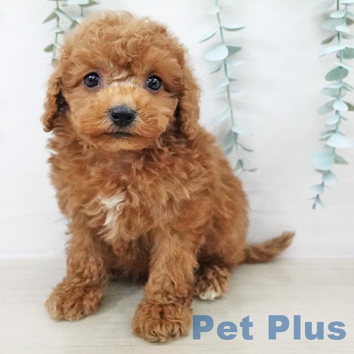 茨城県のトイプードル(トイ) (ペットプラス つくば店/2025年9月8日生まれ/男の子/レッド)の子犬の2枚目の画像