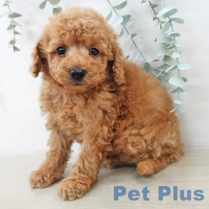 トイ・プードル