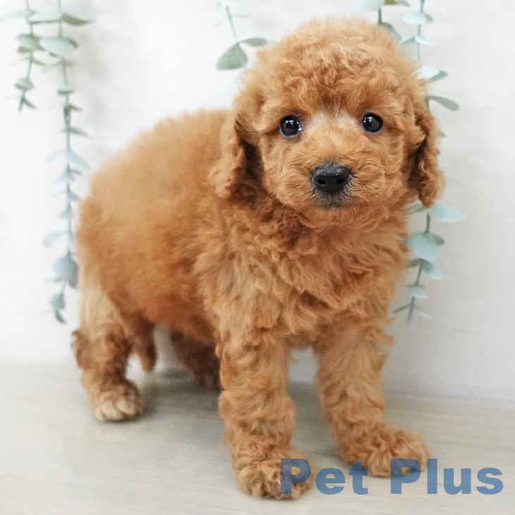 トイ・プードルの写真2