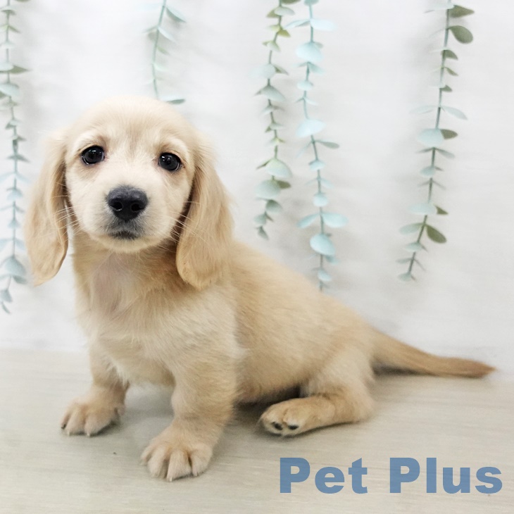 ミニチュア・ダックスフンド