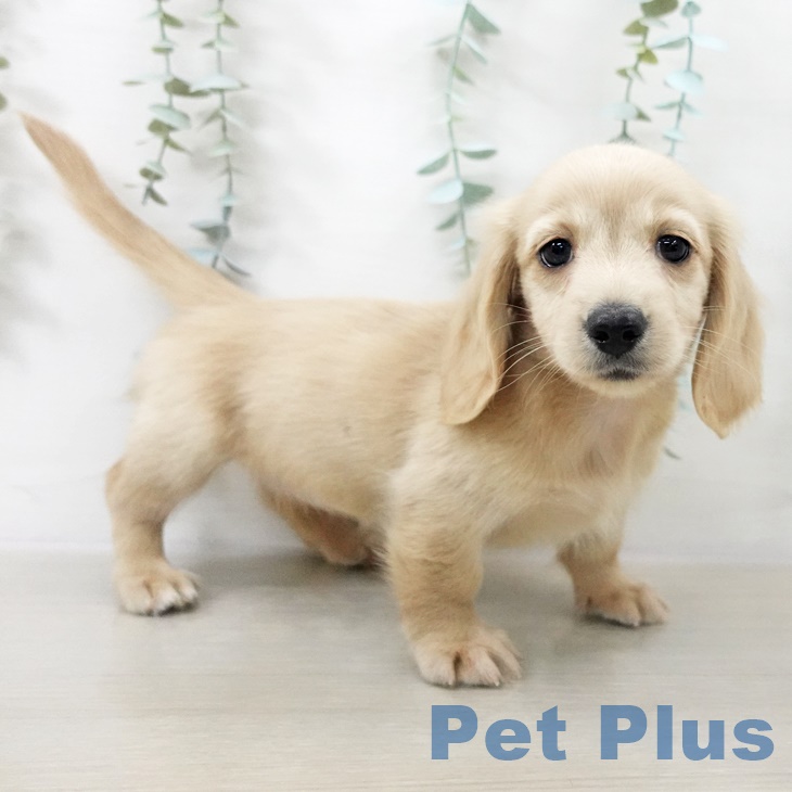 ミニチュア・ダックスフンド