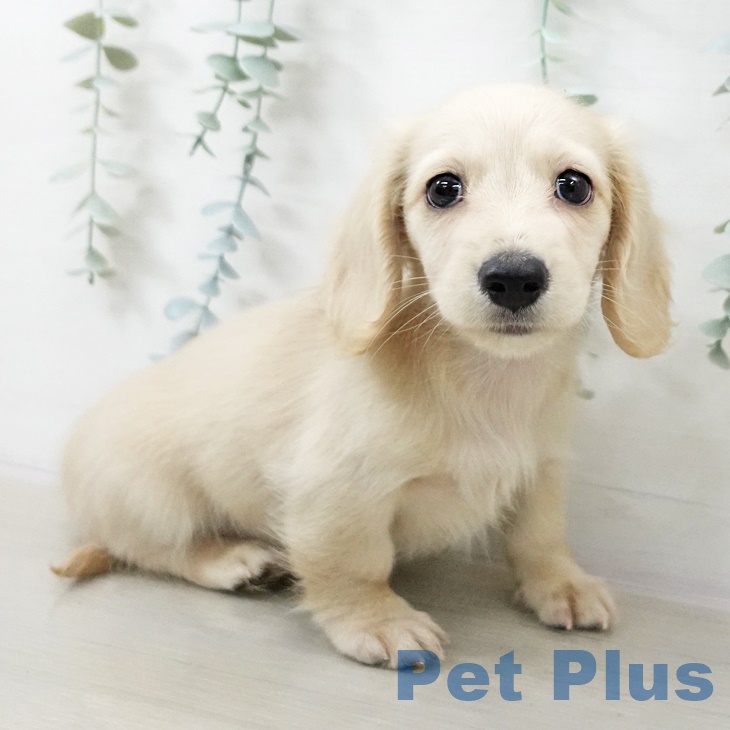 ミニチュア・ダックスフンド