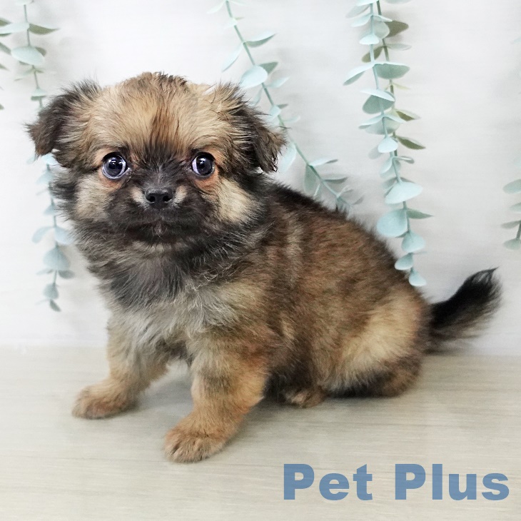 埼玉県のチワワ(ロング) (ペットプラス 浦和美園店/2025年9月11日生まれ/男の子/レッドセーブルホワイト)の子犬の1枚目の画像