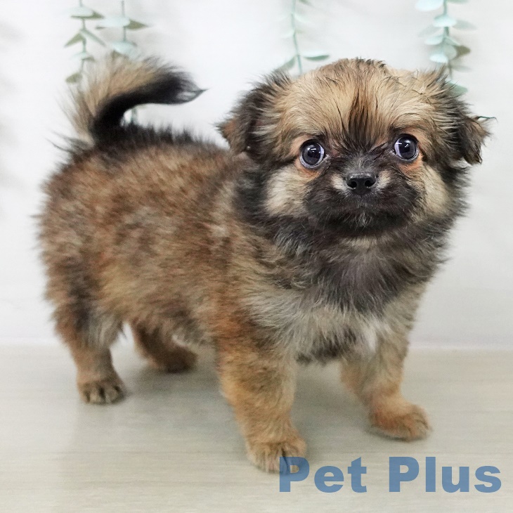 埼玉県のチワワ(ロング) (ペットプラス 浦和美園店/2025年9月11日生まれ/男の子/レッドセーブルホワイト)の子犬の2枚目の画像