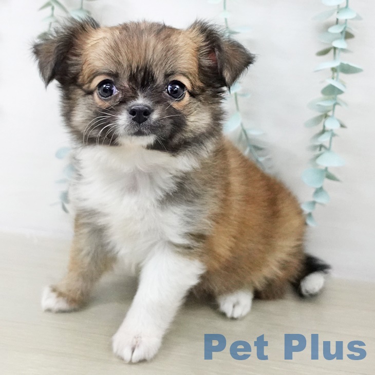 神奈川県のチワワ(ロング) (ペットプラス 湘南平塚店/2025年9月11日生まれ/女の子/レッドセーブルホワイト)の子犬