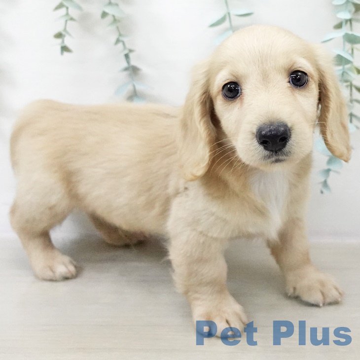 宮城県のミニチュアダックスフンド(ロング) (ペットプラス 仙台上杉店/2025年9月11日生まれ/男の子/イエロー)の子犬の1枚目の画像