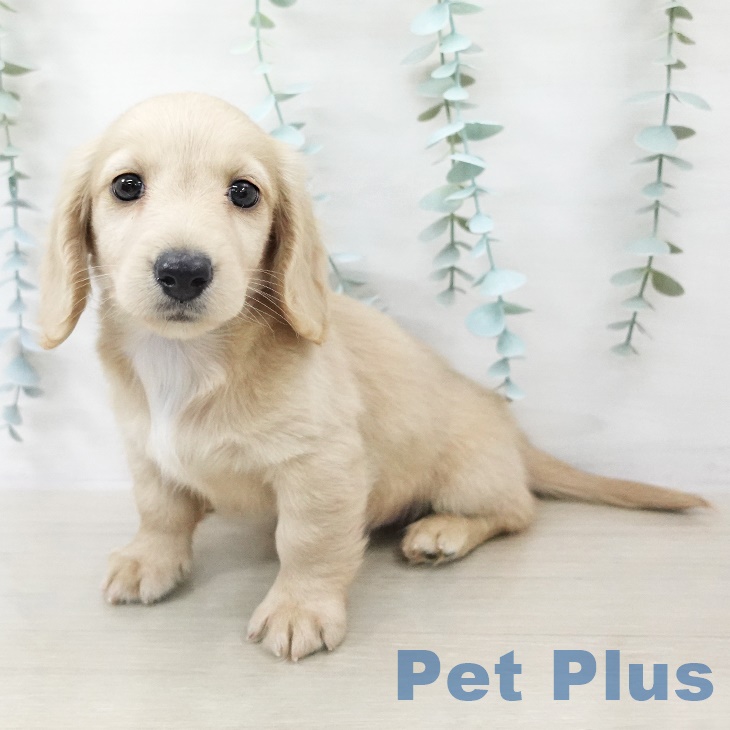 宮城県のミニチュアダックスフンド(ロング) (ペットプラス 仙台上杉店/2025年9月11日生まれ/男の子/イエロー)の子犬の2枚目の画像