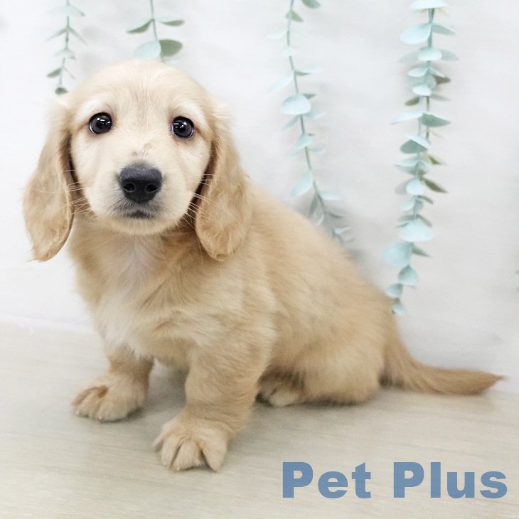 埼玉県のミニチュアダックスフンド(ロング) (ペットプラス 与野店/2025年9月11日生まれ/男の子/イエロー)の子犬の1枚目の画像