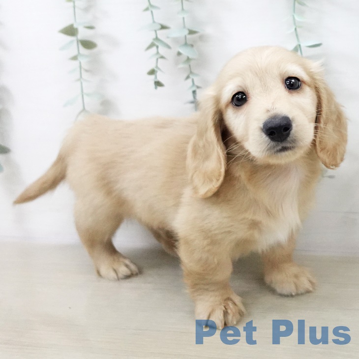 埼玉県のミニチュアダックスフンド(ロング) (ペットプラス 与野店/2025年9月11日生まれ/男の子/イエロー)の子犬の2枚目の画像