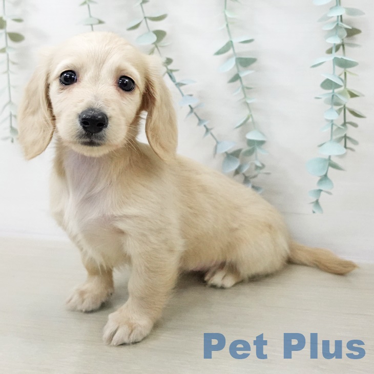 ミニチュア・ダックスフンド