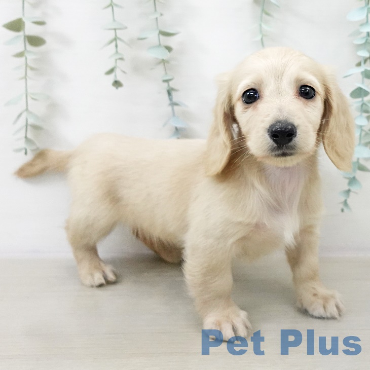 ミニチュア・ダックスフンドの写真2