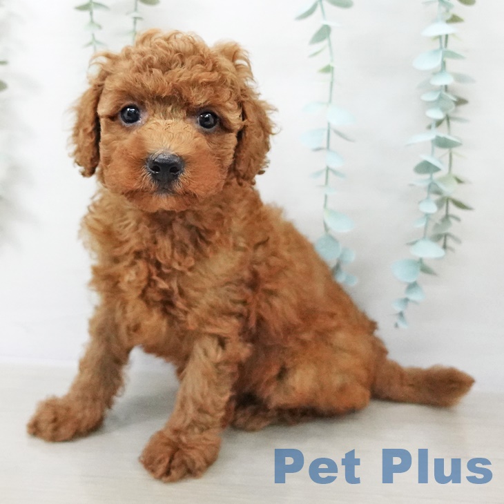 神奈川県のトイプードル(トイ) (ペットプラス アミーゴ藤沢店/2025年9月11日生まれ/男の子/レッド)の子犬の1枚目の画像