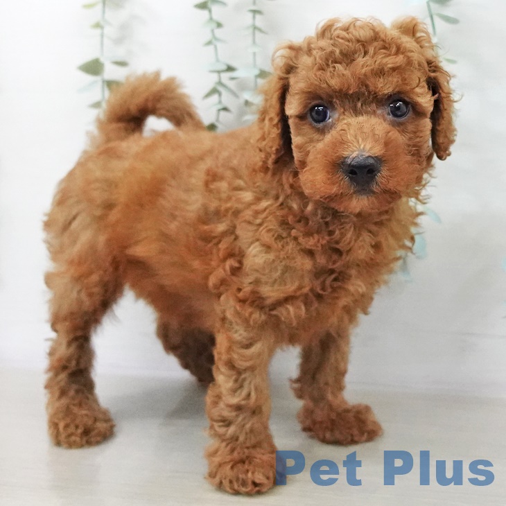 神奈川県のトイプードル(トイ) (ペットプラス アミーゴ藤沢店/2025年9月11日生まれ/男の子/レッド)の子犬の2枚目の画像