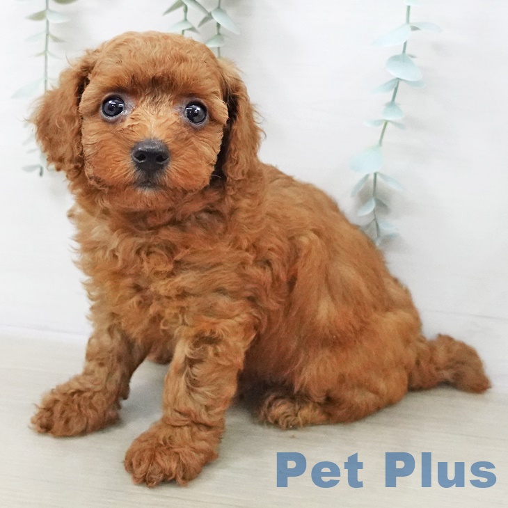 茨城県のトイプードル(トイ) (ペッツワン つくば店/2025年9月11日生まれ/男の子/レッド)の子犬の1枚目の画像