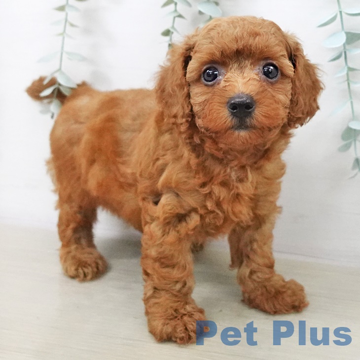 茨城県のトイプードル(トイ) (ペッツワン つくば店/2025年9月11日生まれ/男の子/レッド)の子犬の2枚目の画像