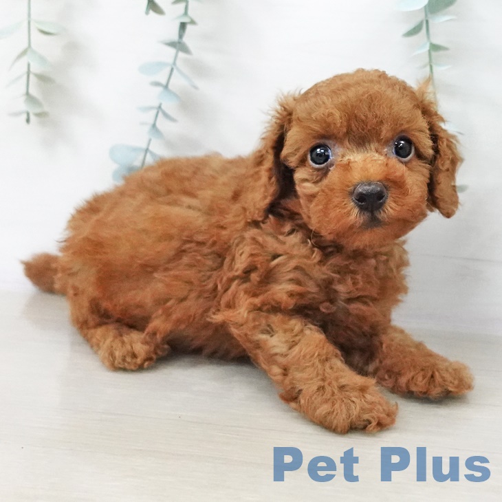 山形県のトイプードル(トイ) (ペットプラス 天童店/2025年9月11日生まれ/男の子/レッド)の子犬の2枚目の画像