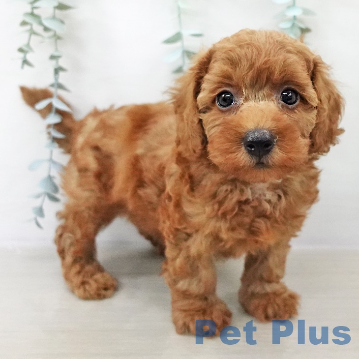 埼玉県のトイプードル(トイ) (ペットプラス 与野店/2025年9月11日生まれ/男の子/レッド)の子犬の1枚目の画像