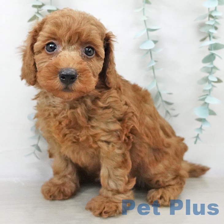 埼玉県のトイプードル(トイ) (ペットプラス 与野店/2025年9月11日生まれ/男の子/レッド)の子犬の2枚目の画像