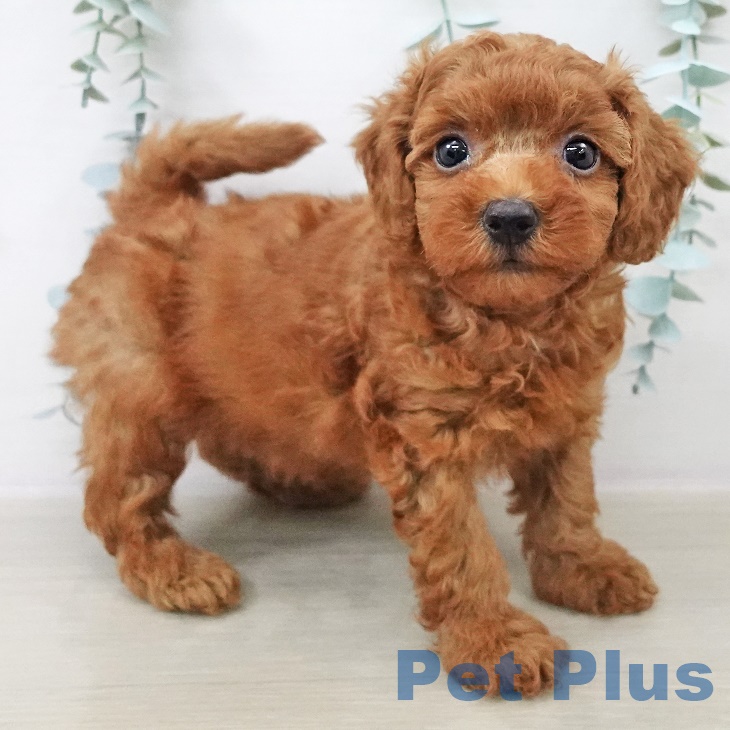 神奈川県のトイプードル(トイ) (ペットプラス ゆめが丘ソラトス店/2025年9月11日生まれ/男の子/レッド)の子犬の1枚目の画像