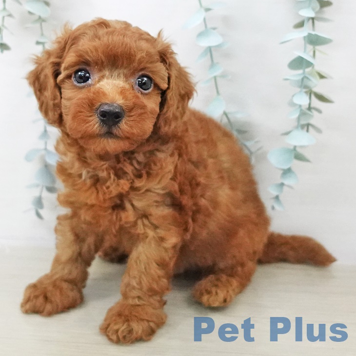 神奈川県のトイプードル(トイ) (ペットプラス ゆめが丘ソラトス店/2025年9月11日生まれ/男の子/レッド)の子犬の2枚目の画像