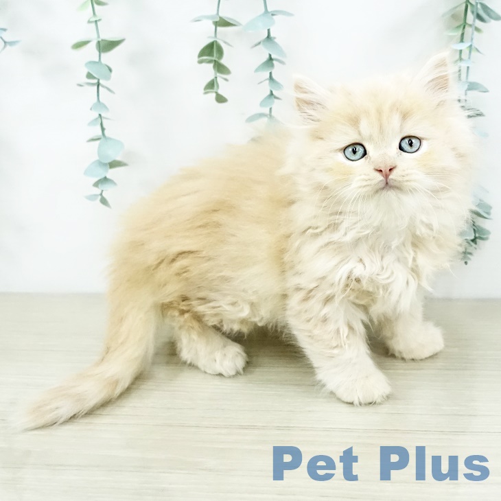 東京都のスコティッシュフォールド (ペットプラス MARK IS 葛飾かなまち店/2025年9月11日生まれ/男の子/クリームタビー)の子猫の1枚目の画像