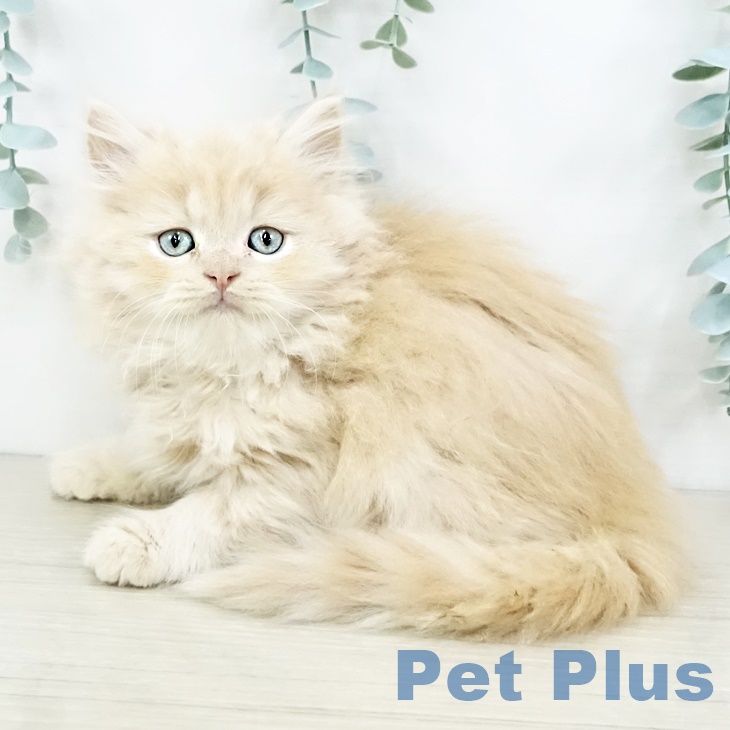 東京都のスコティッシュフォールド (ペットプラス MARK IS 葛飾かなまち店/2025年9月11日生まれ/男の子/クリームタビー)の子猫の2枚目の画像