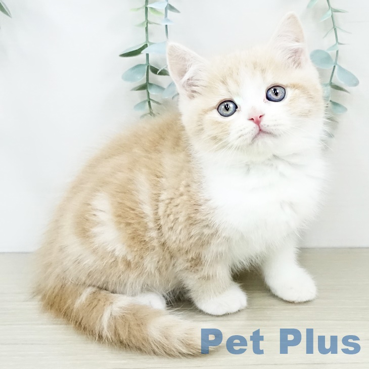 埼玉県のスコティッシュフォールド (ペットプラス 羽生店/2025年9月11日生まれ/男の子/クリームタビーホワイト)の子猫の1枚目の画像