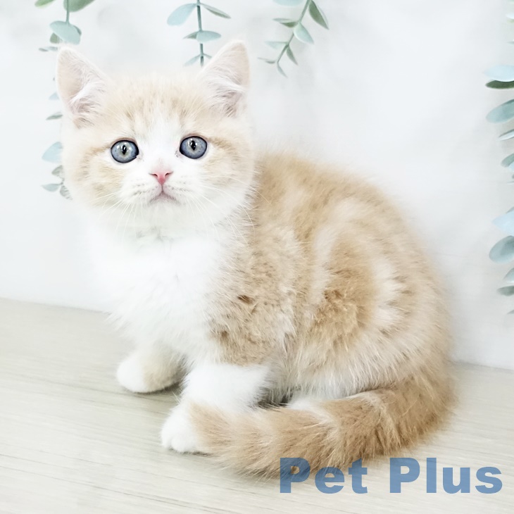 埼玉県のスコティッシュフォールド (ペットプラス 羽生店/2025年9月11日生まれ/男の子/クリームタビーホワイト)の子猫の2枚目の画像