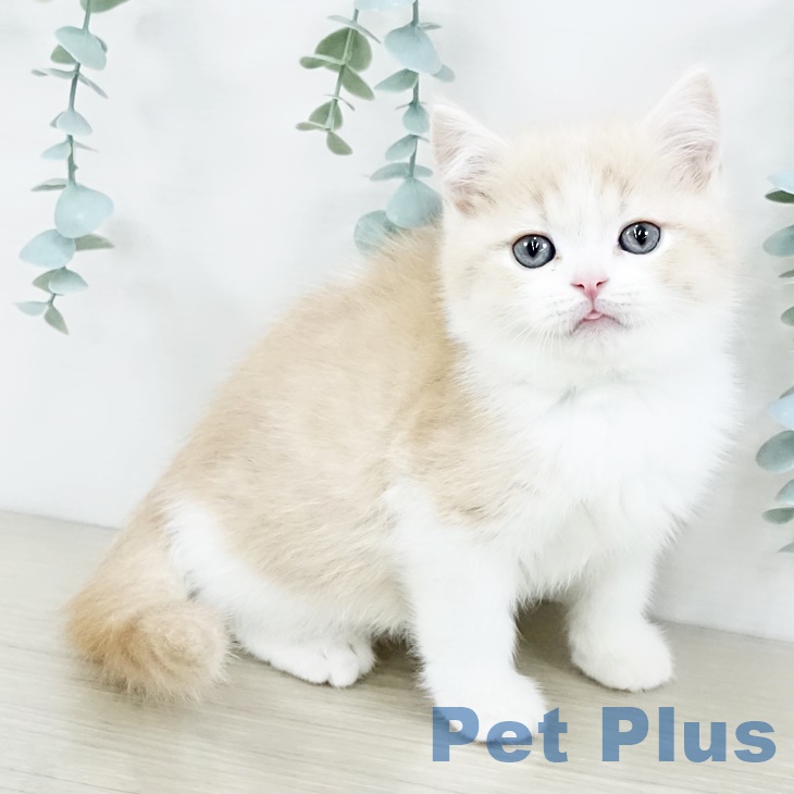 茨城県のスコティッシュフォールド (ペットプラス つくば店/2025年9月11日生まれ/男の子/クリームタビーホワイト)の子猫の1枚目の画像