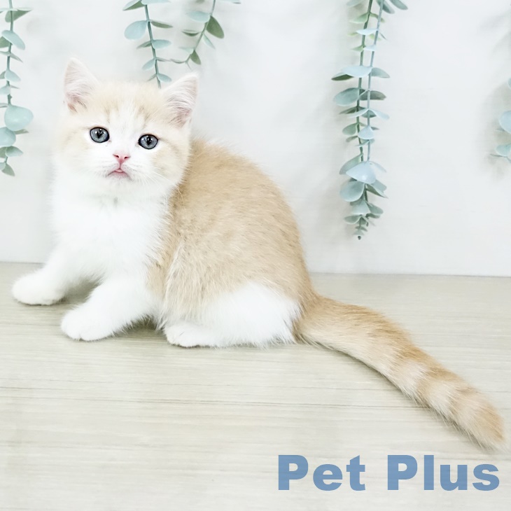 茨城県のスコティッシュフォールド (ペットプラス つくば店/2025年9月11日生まれ/男の子/クリームタビーホワイト)の子猫の2枚目の画像