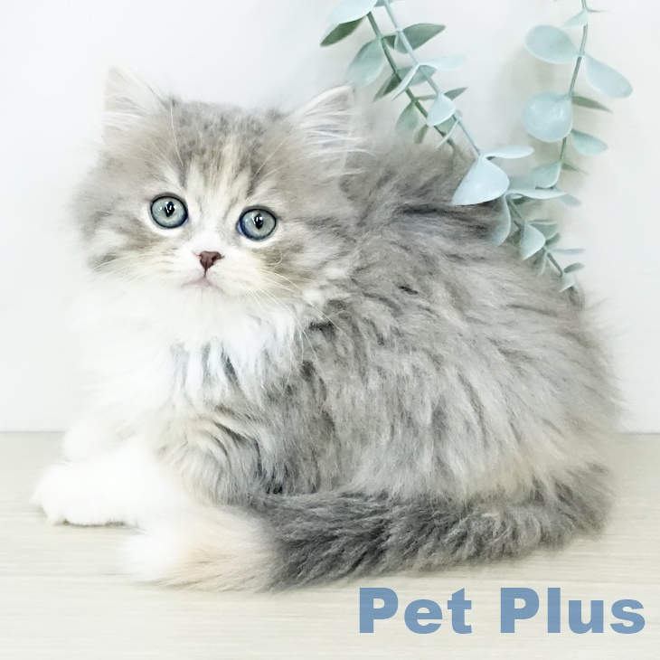 スコティッシュフォールド