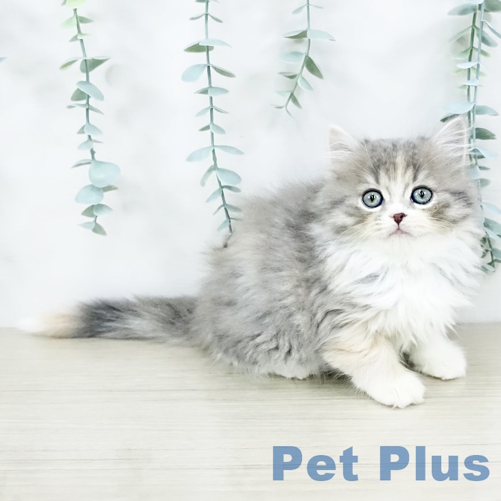 スコティッシュフォールドの写真2