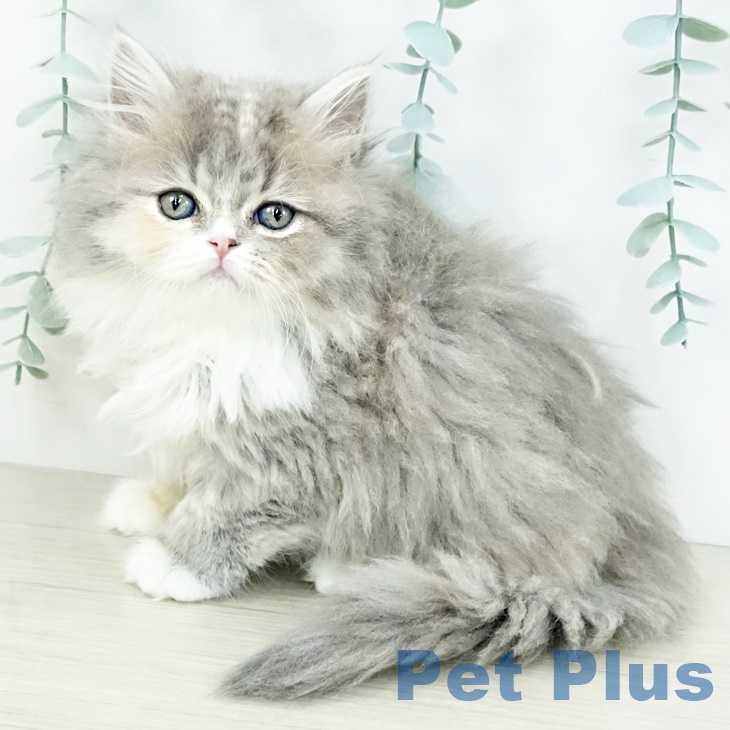 スコティッシュフォールド