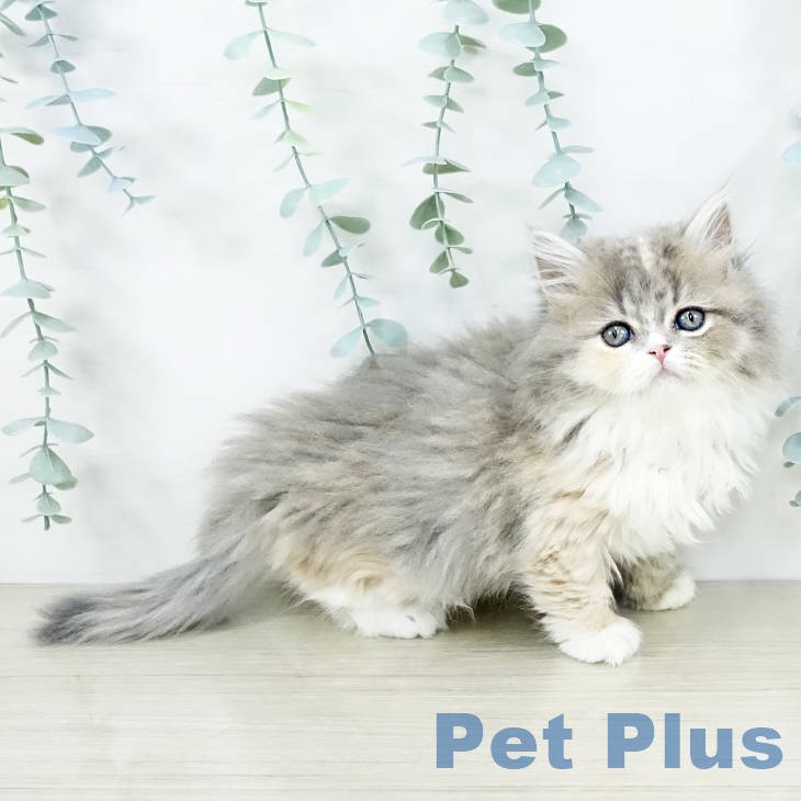 スコティッシュフォールドの写真2