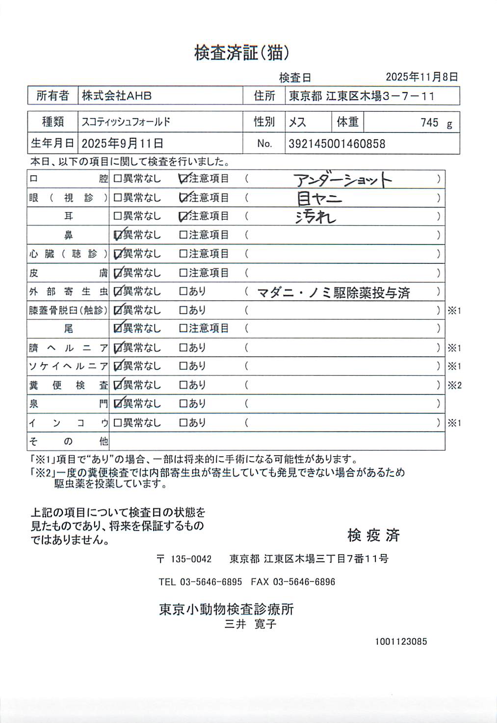 スコティッシュフォールド